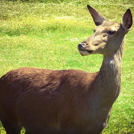 펜션 Casa Rural El Lago Cerro Muriano - Reserva De Guadanuno *