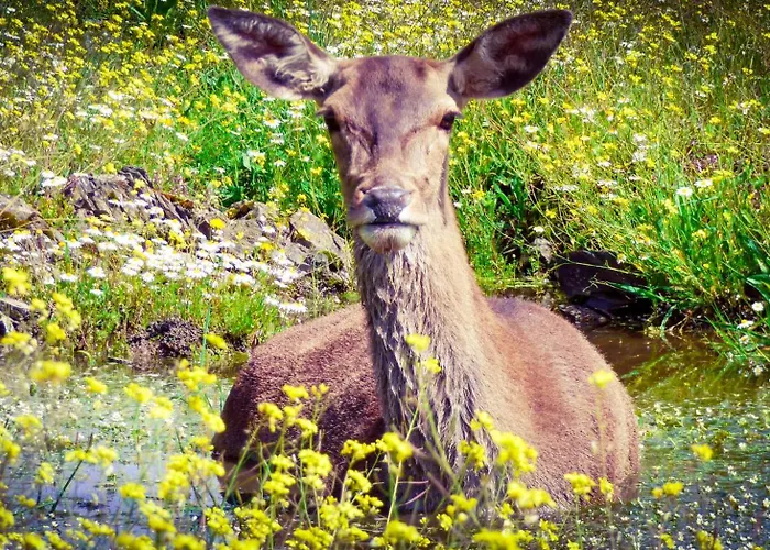 Feriehus Casa Rural El Lago Cerro Muriano - Reserva De Guadanuno Córdoba