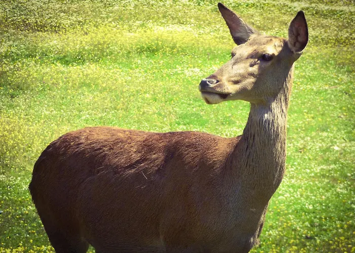 Feriehus Casa Rural El Lago Cerro Muriano - Reserva De Guadanuno *