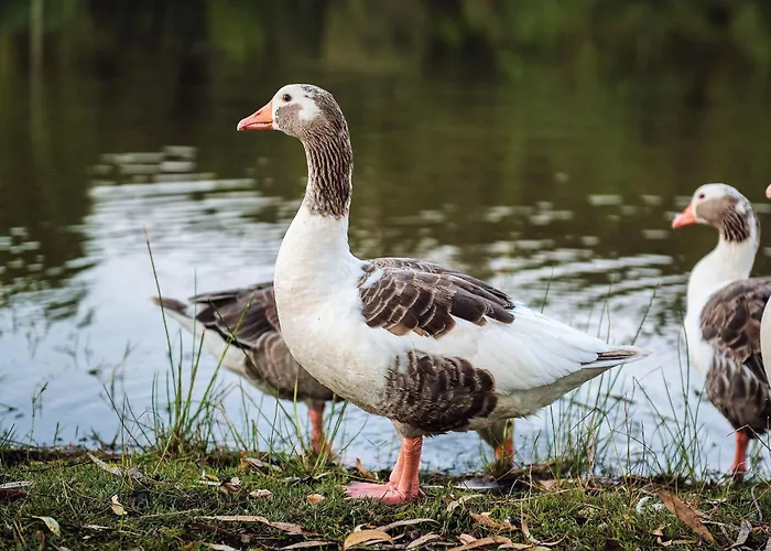 Feriehus Casa Rural El Lago Cerro Muriano - Reserva De Guadanuno