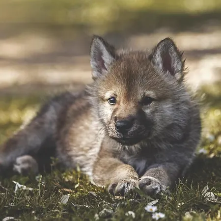 Prázdninový dům Casa Rural El Lago Cerro Muriano - Reserva De Guadanuno *