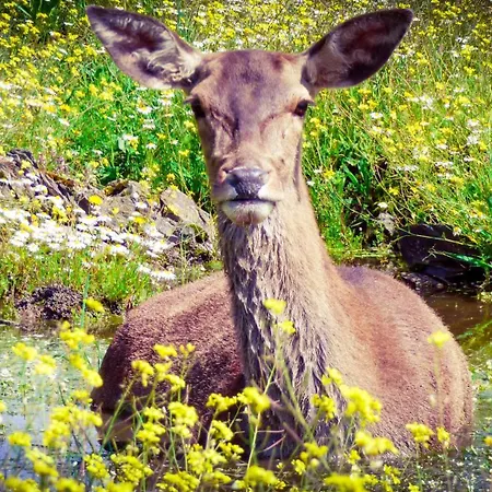 Vakantiehuis Casa Rural El Lago Cerro Muriano - Reserva De Guadanuno Córdoba