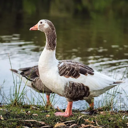 Vakantiehuis Casa Rural El Lago Cerro Muriano - Reserva De Guadanuno