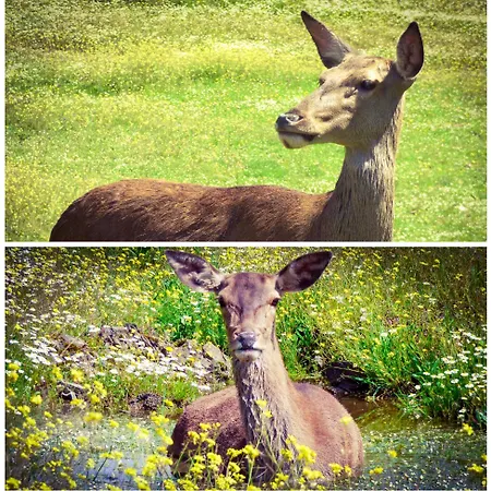 Casa Rural El Lago Cerro Muriano - Reserva De Guadanuno